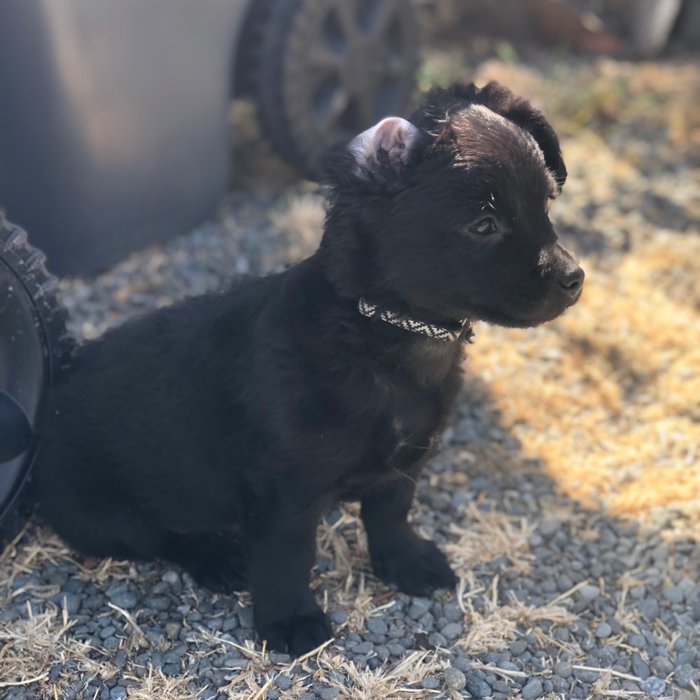 Meet your Posher, Precious